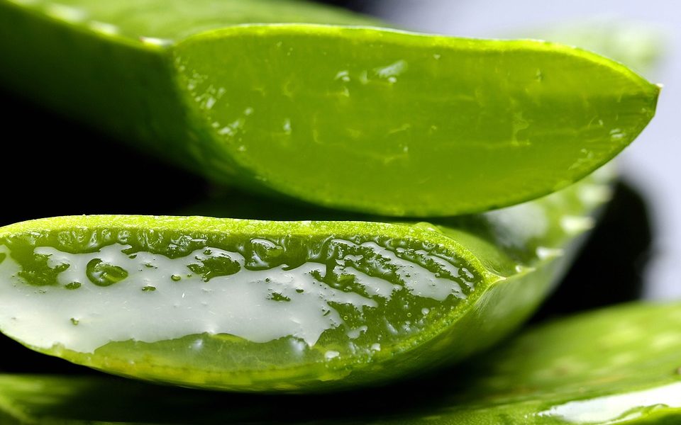 gel aloe vera puur ecolife